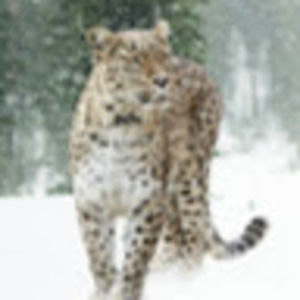 Meet your Posher, Annabelle